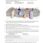 Cellular Transport Worksheet Name Within Membrane Structure And Function Worksheet
