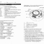 Cellular Transport Worksheet Pdf  Briefencounters Also Cellular Transport Worksheet Section A Cell Membrane Structure Answer Key