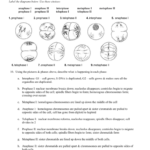 Ch 10 Study Guide Answer Key For Meiosis 1 And Meiosis 2 Worksheet Answer Key