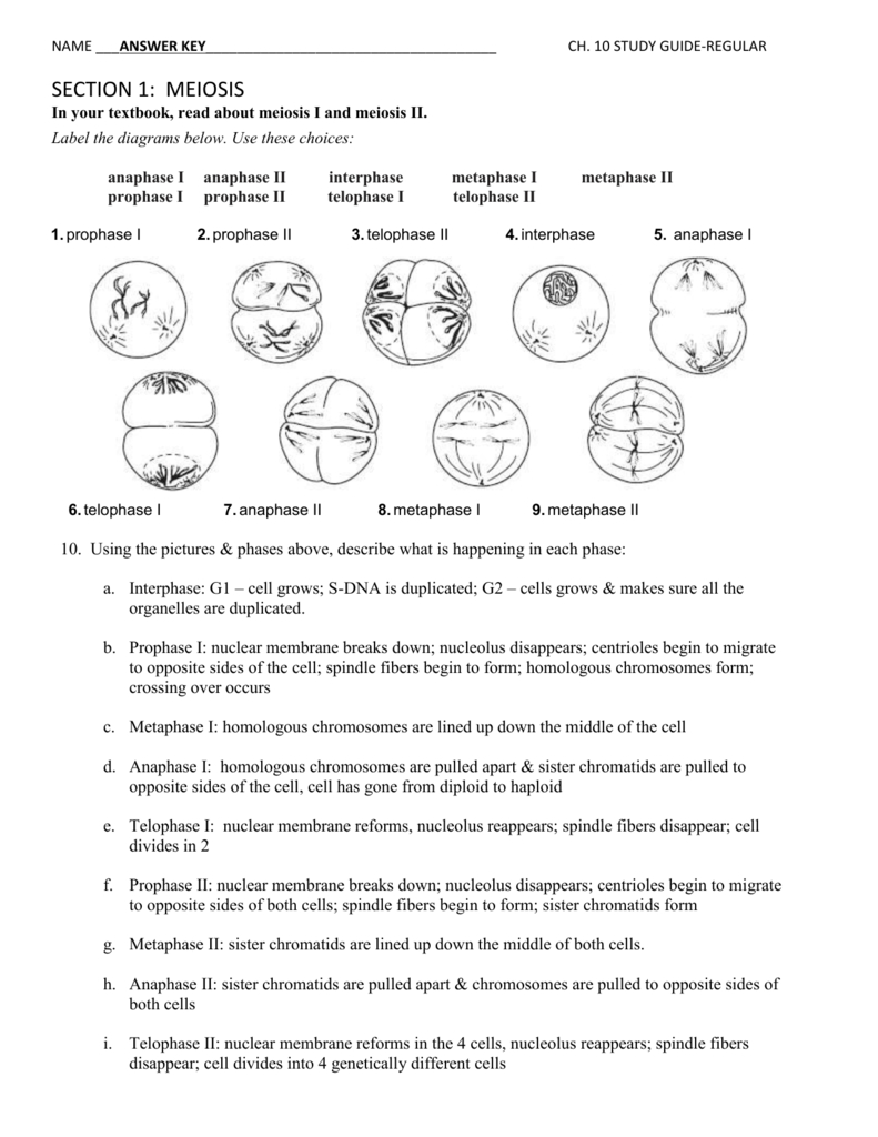 11.4 Meiosis Assessment Answer Key + My PDF Collection 2021