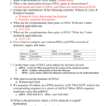 Ch 11 Study Guide Dna Rna And Proteins For Chapter 11 Dna And Genes Worksheet Answers