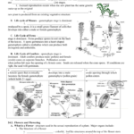 Ch 24 Reproduction In Plants Together With Plant Reproduction Worksheet Answers