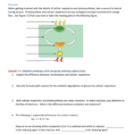 Ch 7 Reading Guide 2014 Together With Cellular Respiration Overview Worksheet Chapter 7 Answer Key