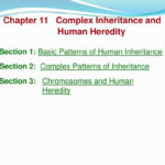 Chapter 11 Complex Inheritance And  Ppt Download Within Chapter 11 Complex Inheritance And Human Heredity Worksheet Answers