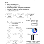 Chapter 11 Dna The Molecule Of Heredity With Dna The Molecule Of Heredity Worksheet