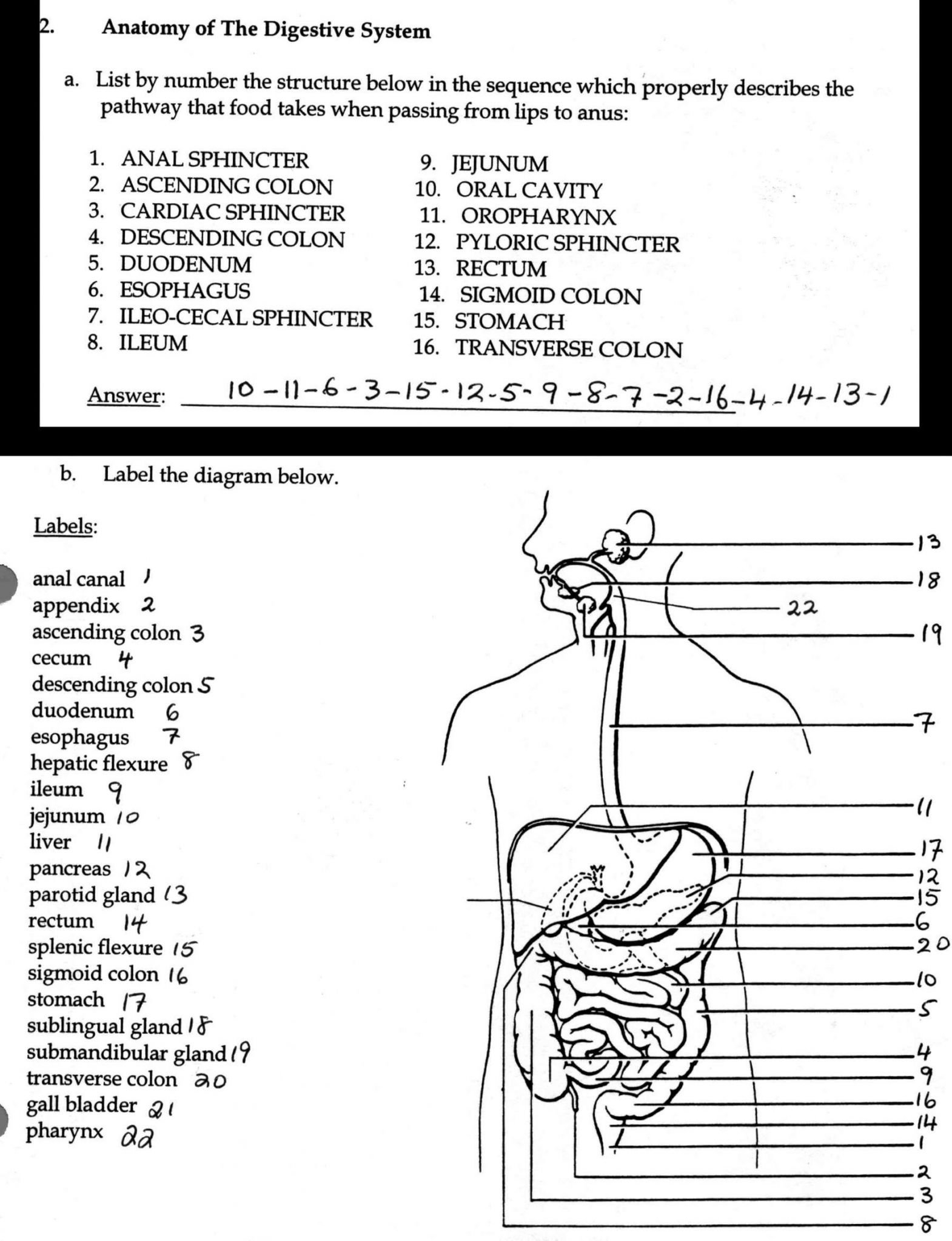 Chapter 11 The Cardiovascular System Worksheet Answer Key For Chapter 11 The Cardiovascular System Worksheet Answer Key