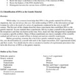 Chapter 112 Dna And Genes Worksheet Answers Within Chapter 11 Dna And Genes Worksheet Answers