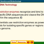 Chapter 13 Genetics And Biotechnology  Ppt Download As Well As Genetics And Biotechnology Chapter 13 Worksheet Answers