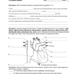 Chapter 14 Reinforcement Name Circulatory System Date Period Along With Circulatory System Study Questions Worksheet