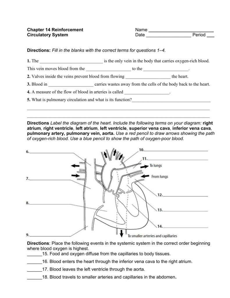 Chapter 14 Reinforcement Name Circulatory System Date Period For Chapter 11 The Cardiovascular System Worksheet Answer Key