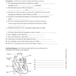 Chapter 37 Circulatory And Respiratory Systems Chapter Pertaining To Circulatory And Respiratory System Worksheet