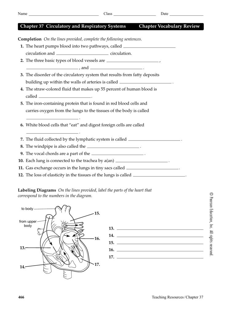 Chapter 37 Circulatory And Respiratory Systems Chapter Pertaining To Circulatory And Respiratory System Worksheet