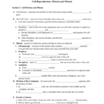 Chapter 4 Cell Reproduction Within Cell Reproduction Worksheet Answers