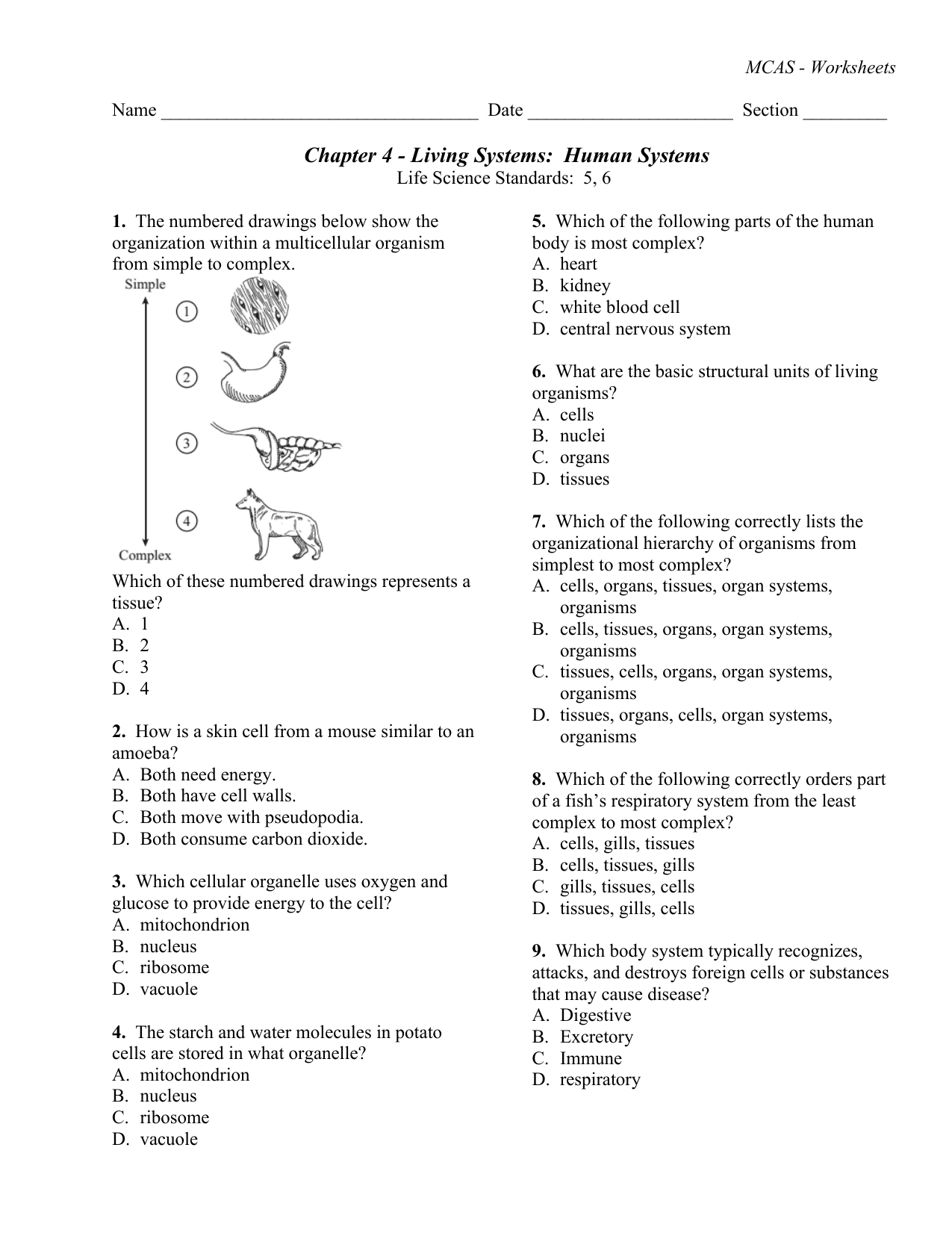 Chapter 4  Living Systems Human Systems For Cells Tissues Organs Organ Systems Worksheet