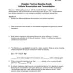 Chapter 7 Active Reading Guide Also Cellular Respiration Overview Worksheet Chapter 7 Answer Key