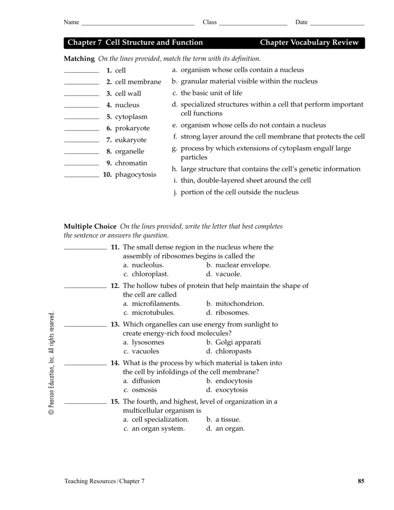 Chapter 7 Cell Structure And Function Chapter Vocabulary Review Also Chapter 7 Cell Structure And Function Worksheet Answers