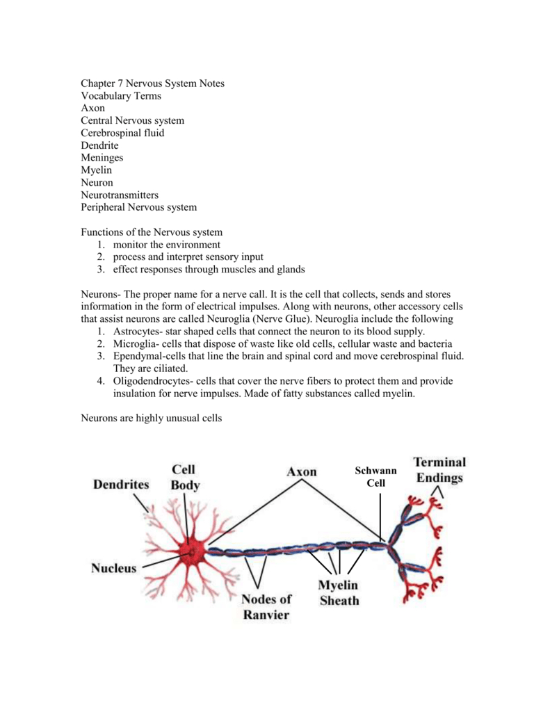 Chapter 7 Nervous System Notes And Chapter 7 The Nervous System Worksheet Answers