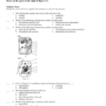 Chapter 7 Section 2 Cell Organelles Quiz Inside Chapter 7 Section 2 The Plasma Membrane Worksheet Answers