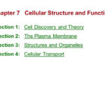 Chapter 7 Section 4 Cellular Transport  Newatvs As Well As Chapter 7 Section 4 Cellular Transport Worksheet Answers