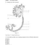 Chapter 7 The Nervous System Worksheet Answers  Briefencounters With Regard To Chapter 7 The Nervous System Worksheet Answers