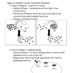 Chapter 8 Cellular Transport And The Cell Cycle And Cellular Transport And The Cell Cycle Worksheet