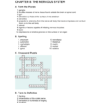 Chapter 8 The Nervous System  The Icd Throughout Chapter 7 The Nervous System Worksheet Answers