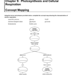 Chapter 9 Photosynthesis And Cellular Respiration Concept Mapping Along With Skills Worksheet Concept Mapping Answers