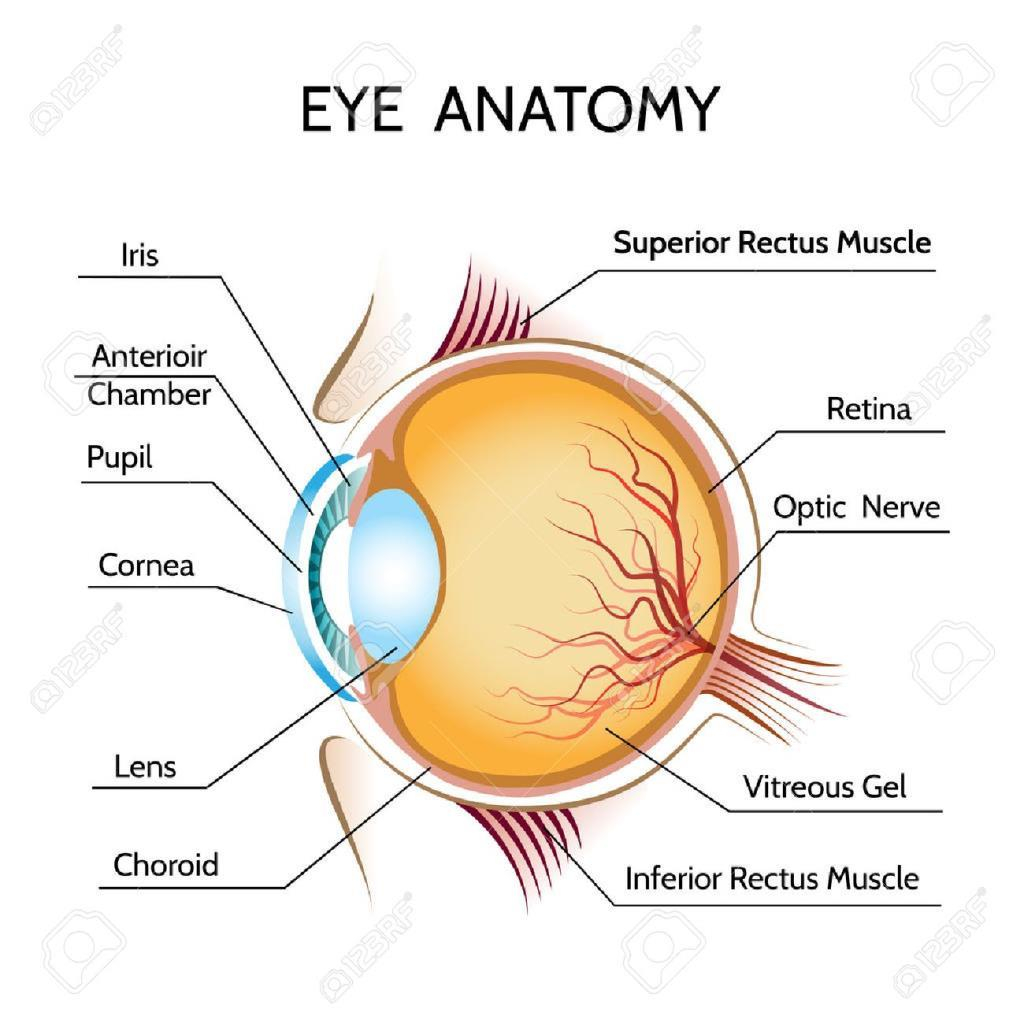 Chapter Notes  Light Class 8 Notes  Edurev As Well As The Eye And Vision Anatomy Worksheet Answers