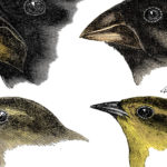 Charles Darwin's Finches And The Theory Of Evolution As Well As Galapagos The Islands That Changed The World Worksheet