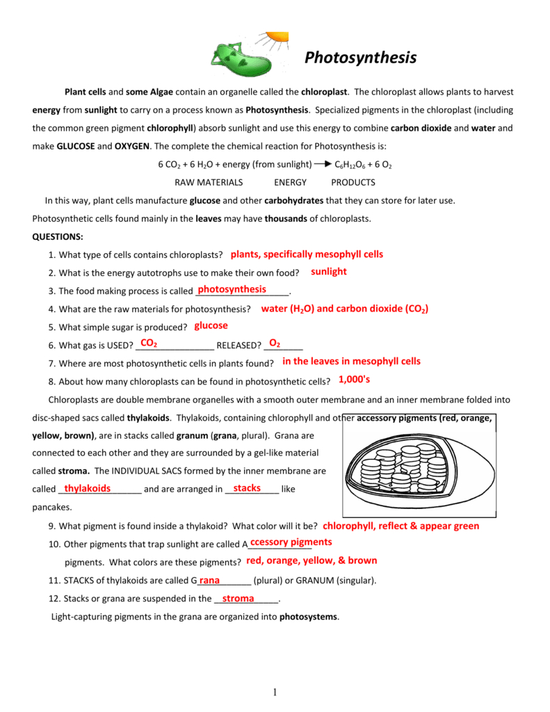 Chloroplast Worksheets Key Also Energy From The Sun Worksheet Answers