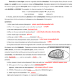 Chloroplast Worksheets Key And Atp Coloring Worksheet