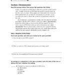 Chromosomes And Cell Reproduction Worksheet Answers Together With Cell Reproduction Worksheet Answers