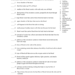 Circulatory And Respiratory System Test Review Or Circulatory System Study Questions Worksheet