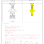 Circulatory System Study Guide  7S Key Pertaining To Circulatory System Study Questions Worksheet