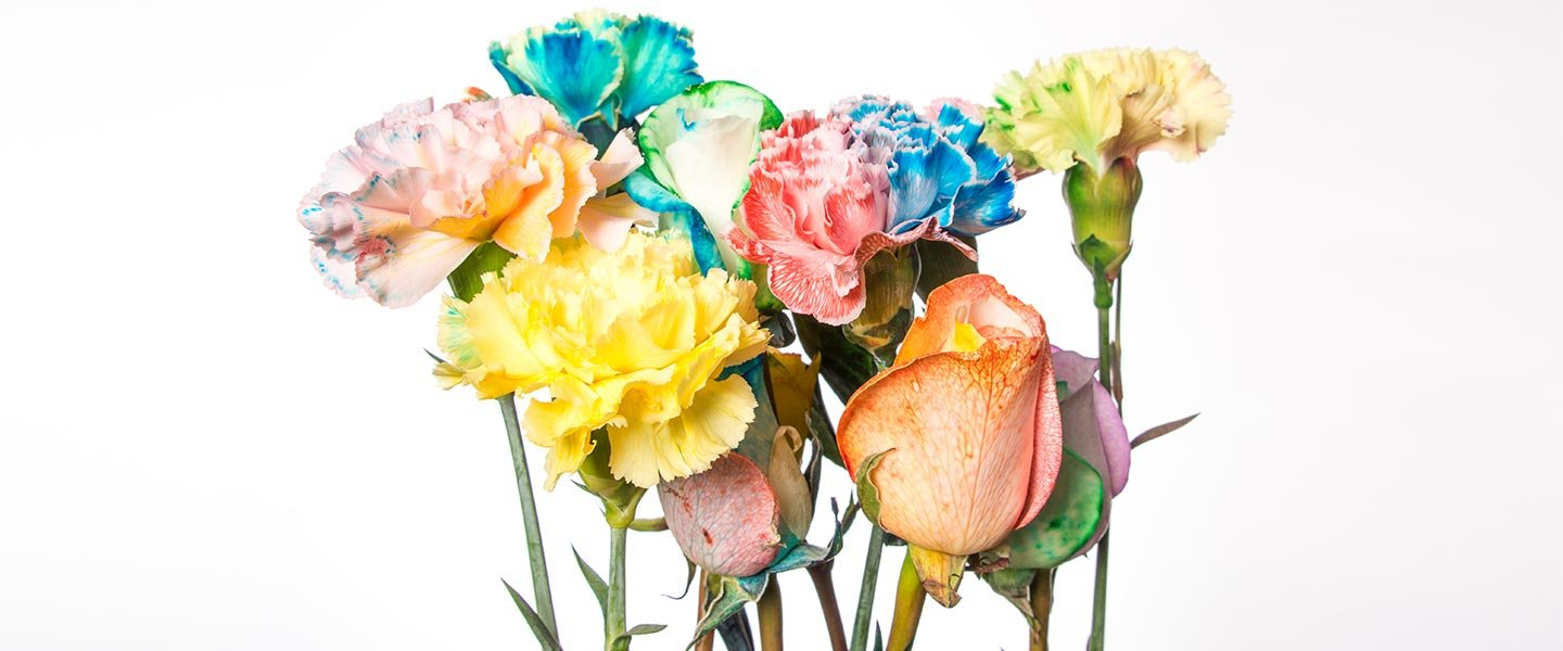 Color Changing Carnation Flowers  Experiments  Steve Spangler Science For Food Coloring Flower Experiment Worksheet