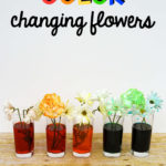 Color Changing Flowers  The Stem Laboratory Along With Food Coloring Flower Experiment Worksheet