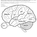 Coloring Ideas  46 Astonishing The Human Brain Coloring Book Pdf Or Brain Coloring Worksheet