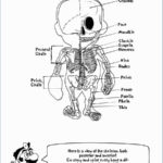 Coloring Page  Coloring Page Astonishing Anatomy Book For Kids Pertaining To Muscle Worksheets For Kids