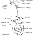Coloring Pages Of Digestive System  Coloring Home Throughout The Human Digestive Tract Worksheet Answers