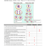 Comparing Mitosis  Meiosis Also Mitosis And Meiosis Worksheet Answer Key
