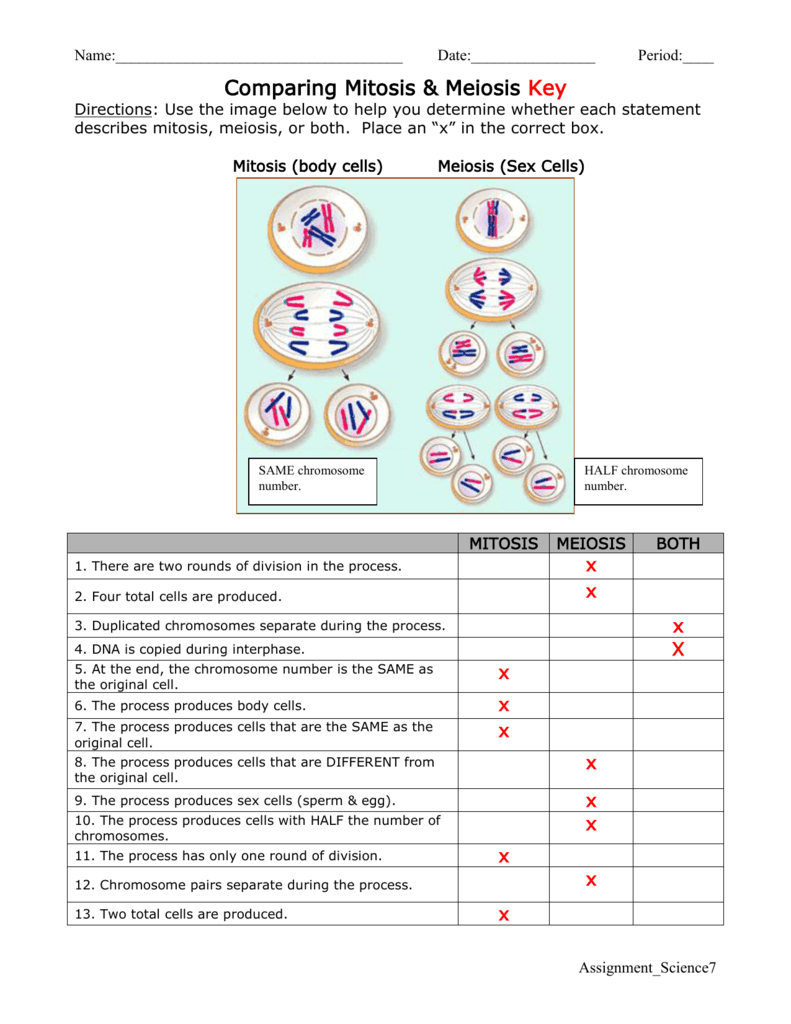 Comparing Mitosis  Meiosis Also Mitosis And Meiosis Worksheet Answer Key