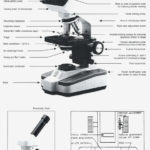 Compound Light Microscope Parts And Functions Worksheet 15 15 Pertaining To Microscope Parts And Use Worksheet Answers