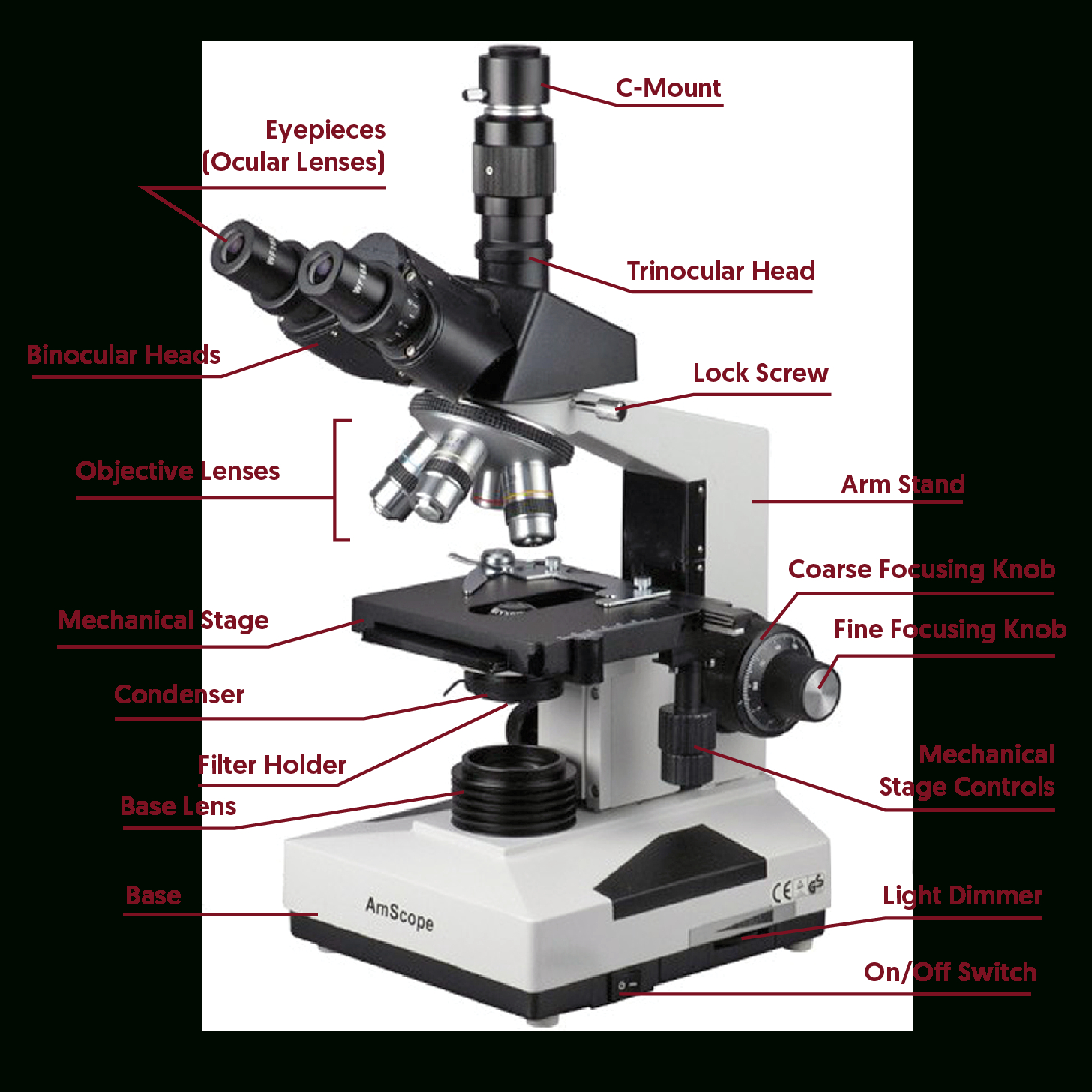 Compound Microscope Lab 1  Answer Key For Microscope Parts And Use Worksheet Answer Key