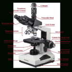 Compound Microscope Lab 1  Answer Key Intended For Microscope Parts And Use Worksheet Answers