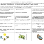 Concept Map – Photosynthesis And Cellular Respiration Together With Photosynthesis And Cellular Respiration Review Worksheet Answer Key