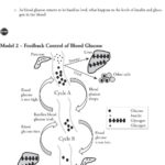 Control Of Blood Sugar Levels  Pdf And Feedback Loops Glucose And Glucagon Worksheet Answers