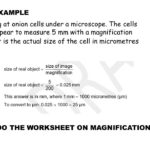 Conversion Units For Microscopes Now Do The Worksheet On Size And Regarding Measuring With A Microscope Worksheet