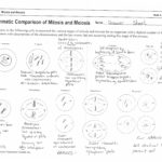 Cool Meiosis Worksheet Answer Key  Worksheet Inside Mitosis And Meiosis Worksheet Answer Key