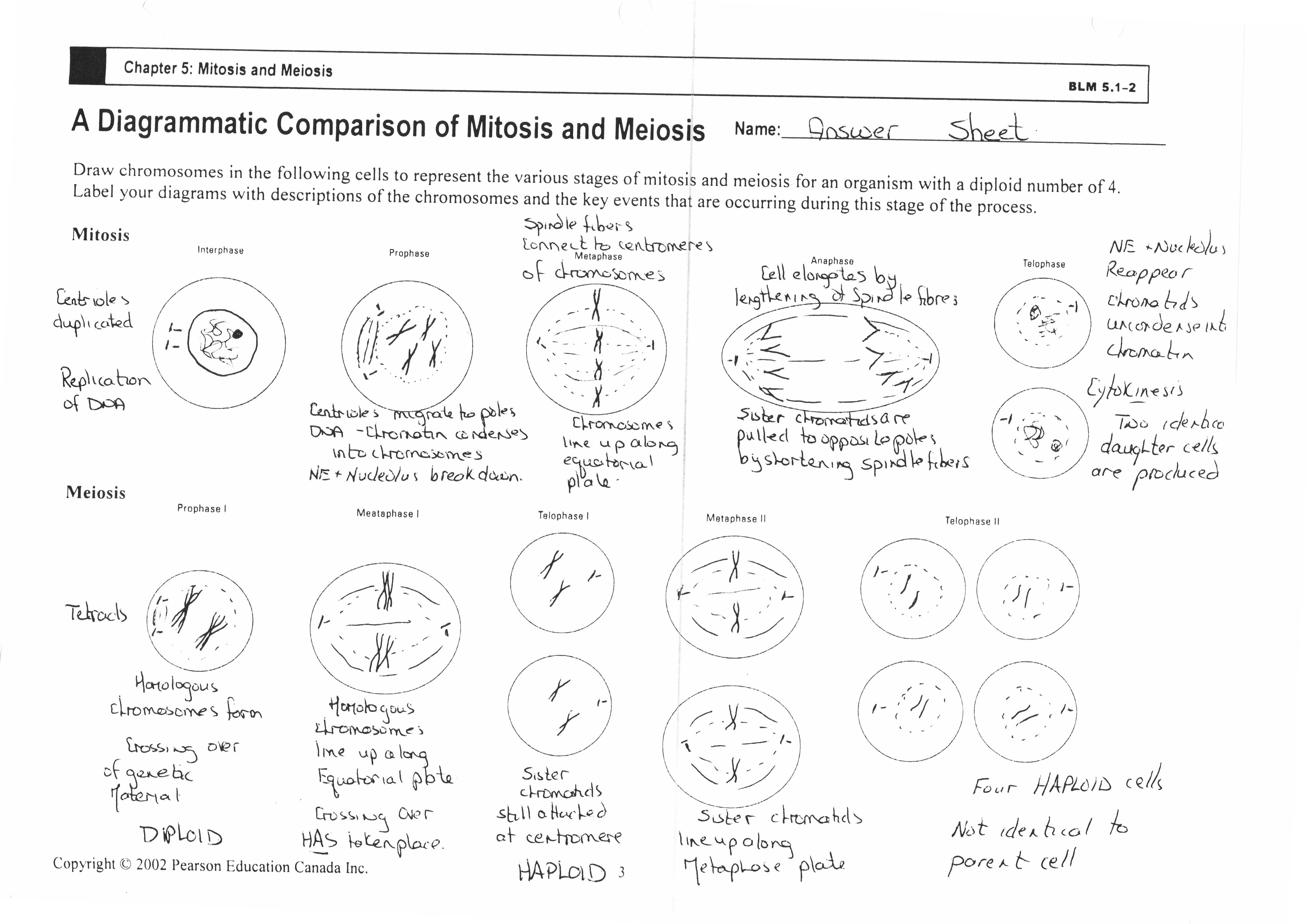 Meiosis 1 And Meiosis 2 Worksheet Answer Key — excelguider.com