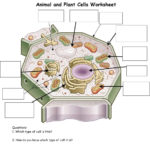 Coral Reef Ecology Objectives Students Will Learn That Coral Is An Within Animal And Plant Cells Worksheet